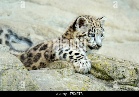 Young Snow Leopard (Panthera uncia), captive Stock Photo