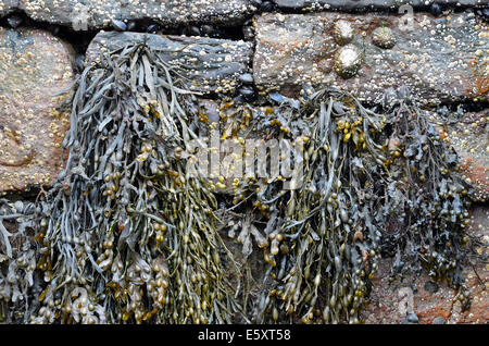 Bladder wrack seaweed, limpets and barnacles hanging from the harbour wall in Mullaghmore harbour, County Sligo, Ireland Stock Photo