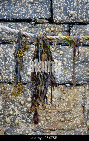 Bladder wrack seaweed hanging from the mooring rope of a boat in Mullaghmore harbour, County Sligo, Ireland Stock Photo