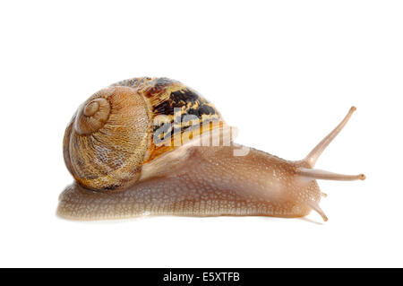 a land snail on a white background Stock Photo