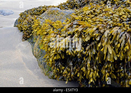 Fucus vesiculosus, common name bladder wrack or bladderwrack, seaweed on rocks on the Atlantic coast of Ireland. Stock Photo