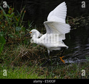 Snowy Egret (Egretta thula) walking in water with wing raised Stock Photo