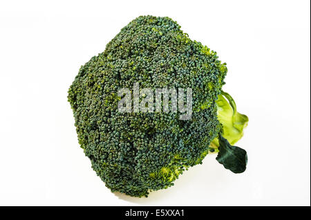 Head of green broccoli, isolated on a white background. Stock Photo