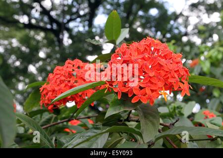 ixora flowers / Rangan flower of Southern Asia. Stock Photo