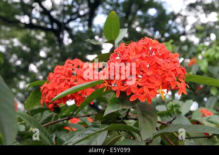 ixora flowers / Rangan flower of Southern Asia. Stock Photo