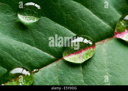 Water Drops on a Green Leaf / Super Macro Stock Photo