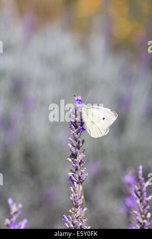 Pieris rapae. Small cabbage white butterfly feeding on lavender flowers. Stock Photo