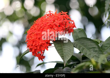 ixora flowers / Rangan flower of Southern Asia. Stock Photo