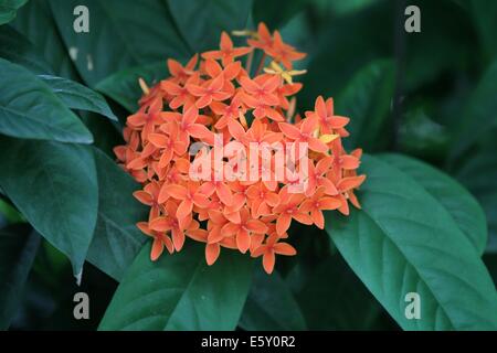 ixora flowers / Rangan flower of Southern Asia. Stock Photo