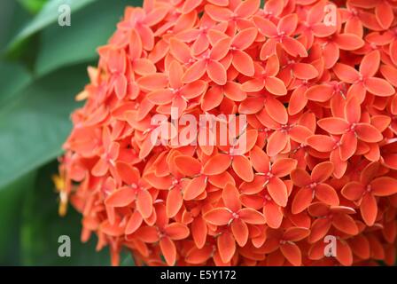 ixora flowers / Rangan flower of Southern Asia. Stock Photo