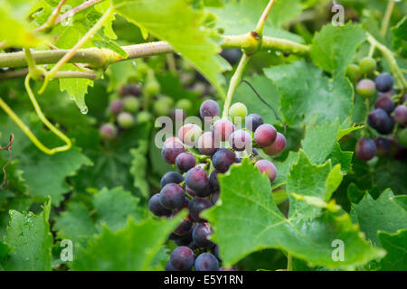 concord vine grapes alamy grape cluster ripe
