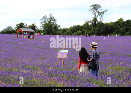 People in the lavender field, Mayfield Lavender Field, Surrey, England Stock Photo