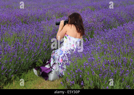 Woman photographing lavender, Mayfield Lavender Field, Surrey, England Stock Photo