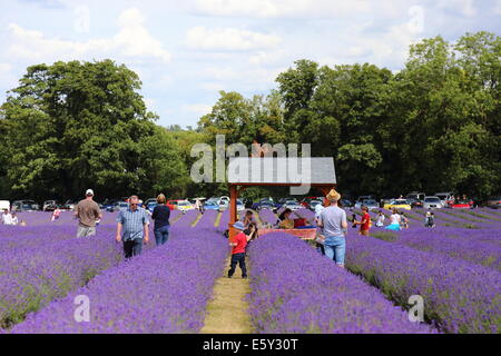 People walking in the lavender field, Mayfield Lavender Field, Surrey, England Stock Photo