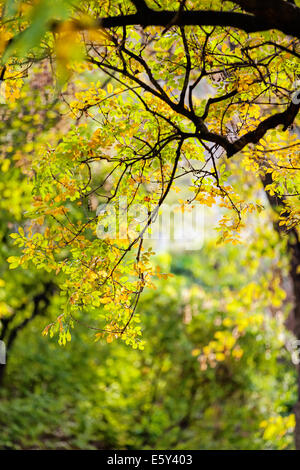 Leaves in the park on a sunny day Stock Photo