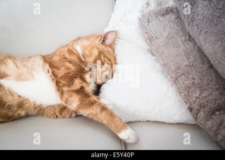 Cute ginger tabby sleeping with its head in the pillows Stock Photo