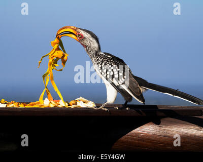 Eastern yellow-billed hornbill feeding on pawpaw fruit skin from bird table in Mabalingwe Game Park, South Africa Stock Photo