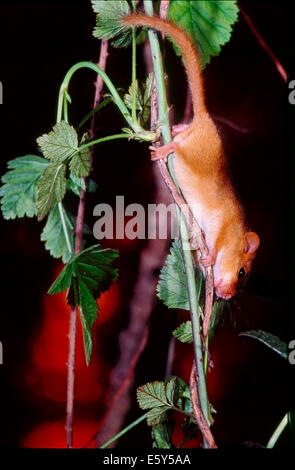 Hazel Dormouse (Muscardinus avellanarius) climbing on the stems  of a blackberry bush at sunset Stock Photo