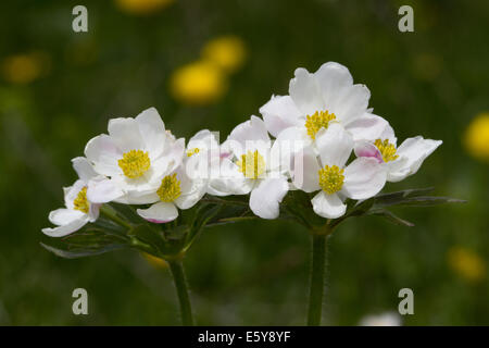 Narcissus-flowered Anemone (Anemone narcissiflora) flower Stock Photo