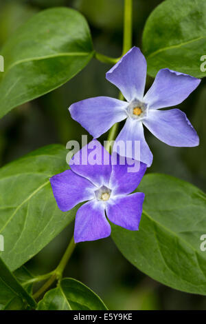 Bigleaf periwinkle / large periwinkle / greater periwinkle / blue periwinkle (Vinca major) in flower Stock Photo