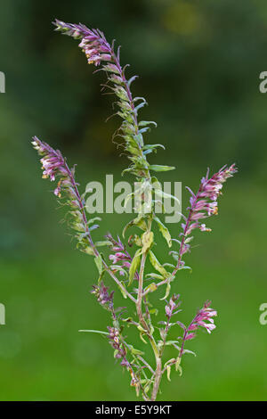 Red Bartsia (Odontites vernus subsp. serotinus / Odontites vulgaris / Odentites verna / Euphrasia odontites) in flower Stock Photo