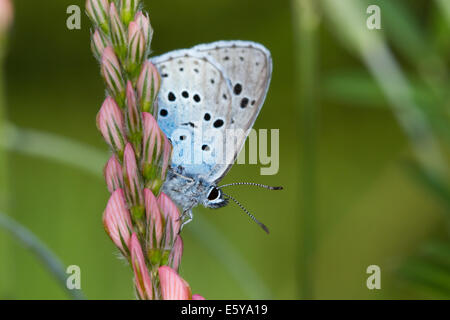 Large Blue (Phengaris arion) butterfly Stock Photo