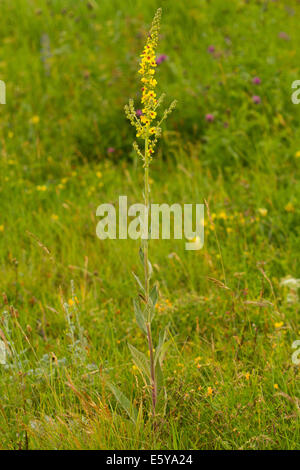 Dark Mullein (Verbascum nigrum) Stock Photo