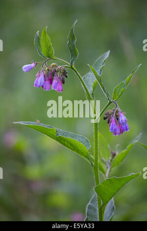 Common comfrey / true comfrey (Symphytum officinale) flowers Stock Photo