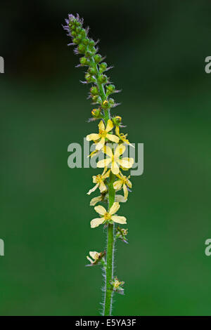 Common agrimony / church steeples / sticklewort (Agrimonia eupatoria) in flower Stock Photo