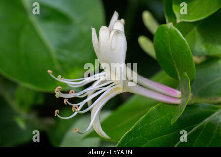Common honeysuckle / European honeysuckle / woodbine (Lonicera periclymenum) in flower Stock Photo