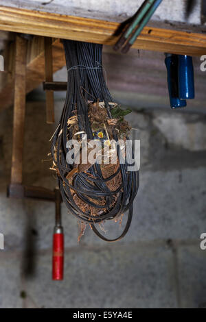 Eurasian Wren (Troglodytes troglodytes) feeding hatchlings in nest made in tangled electric wire in garage of house