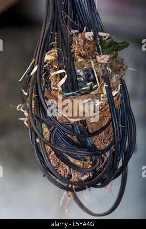 Eurasian Wren (Troglodytes troglodytes) feeding hatchlings in nest made in tangled electric wire in garage of house Stock Photo