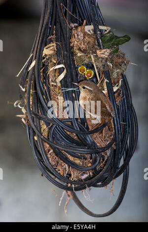 Eurasian Wren (Troglodytes troglodytes) and hatchlings in nest made in tangled electric wire in garage of house Stock Photo