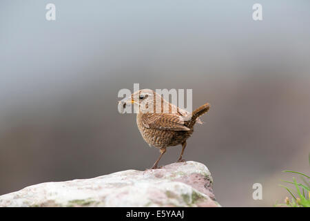 Shetland Wren, Troglodytes troglodytes zetlandicus feeding young Stock Photo