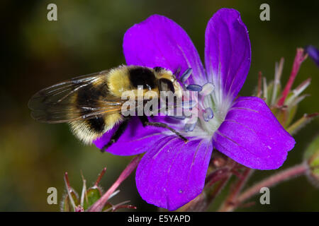 Bumblebee-mimic hoverfly (Volucella bombylans) feeding on a Wood Cranesbill  (Geranium sylvaticum) flower Stock Photo