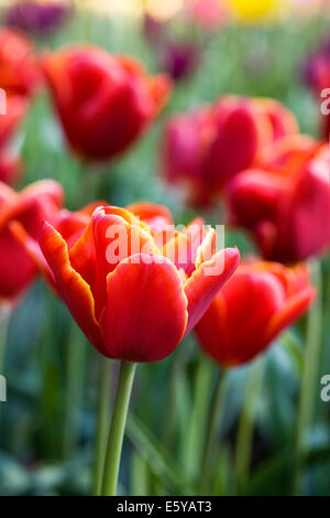 Tulipa 'Abu Hassan'. Red Tulip in a Spring garden. Stock Photo