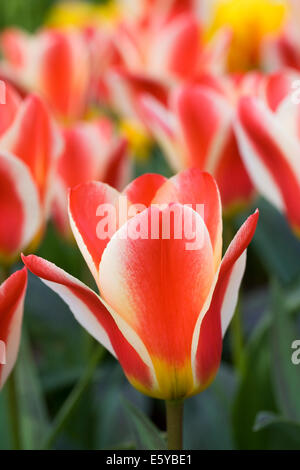 Tulipa 'Mother's Love'. Red and Cream Tulip in a Spring garden. Stock Photo