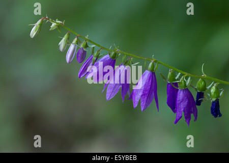 Creeping Bellflower (Campanula rapunculoides) Stock Photo