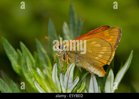 Large Skipper (Ochlodes sylvanus) Stock Photo