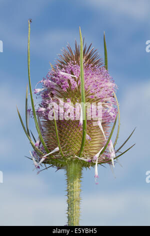 Wild Teasel (Dipsacus fullonum) flower Stock Photo