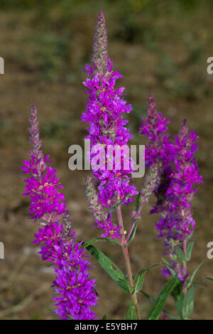 Purple Loosestrife (Lythrum salicaria) flower Stock Photo