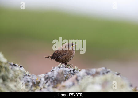 Young Shetland Wren, Troglodytes troglodytes zetlandicus Stock Photo