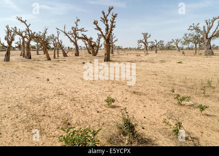 Baobab forest, Senegal Stock Photo