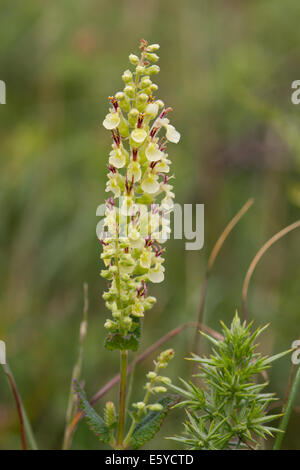 Wood Sage (Teucrium scorodonia) flower Stock Photo