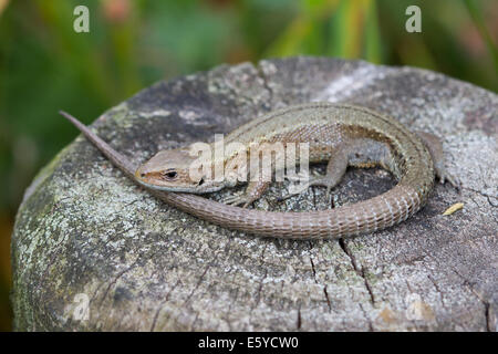 Common / Viviparous Lizard (Lacerta vivipara) basking on a fencepost Stock Photo