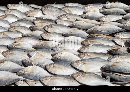 smoked & fresh fish: Fish market Langue de Barbarie St Louis Senegal Stock Photo: 72517802 - Alamy