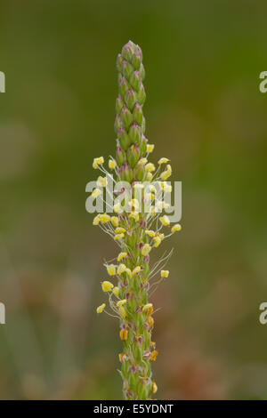 Sea Plantain (Plantago maritima) Stock Photo