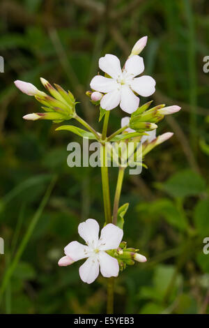 Soapwort (Saponaria officinalis) Stock Photo