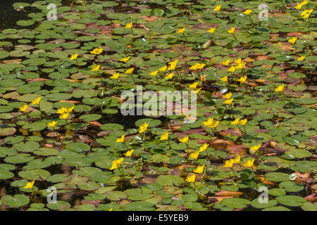 Fringed Water-lily (Nymphoides peltata) covering the surface of a canal Stock Photo
