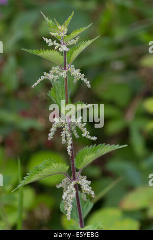 Common Nettle (Urtica dioica) Stock Photo